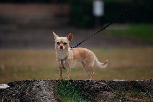 Cardiologie Dévoilée : Les Clés du Succès et les Défis Essentiels de la Profession