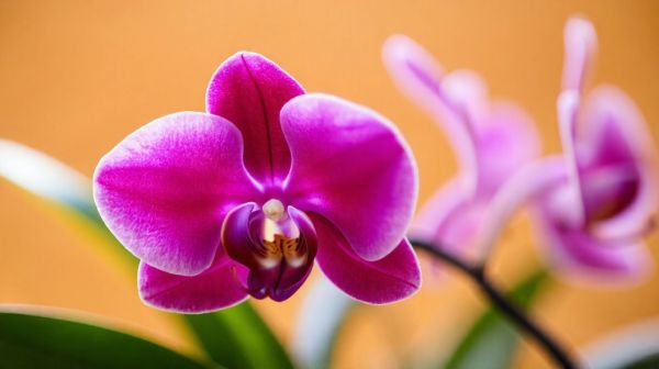 Top 5 critères pour identifier une fleur THX de qualité